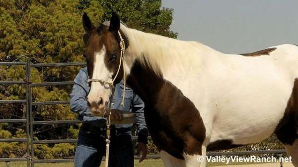 bay-overo-trail-riding-horse