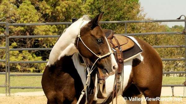 bay-overo-apha-mare