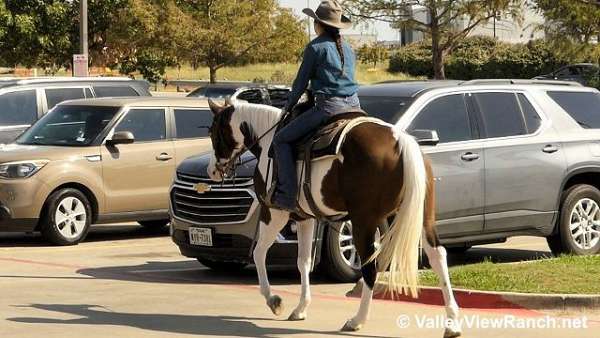 trail-riding-mare