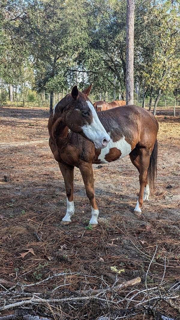 all-around-paint-horse