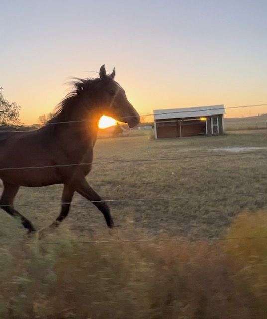 bay-star-black-stockings-horse