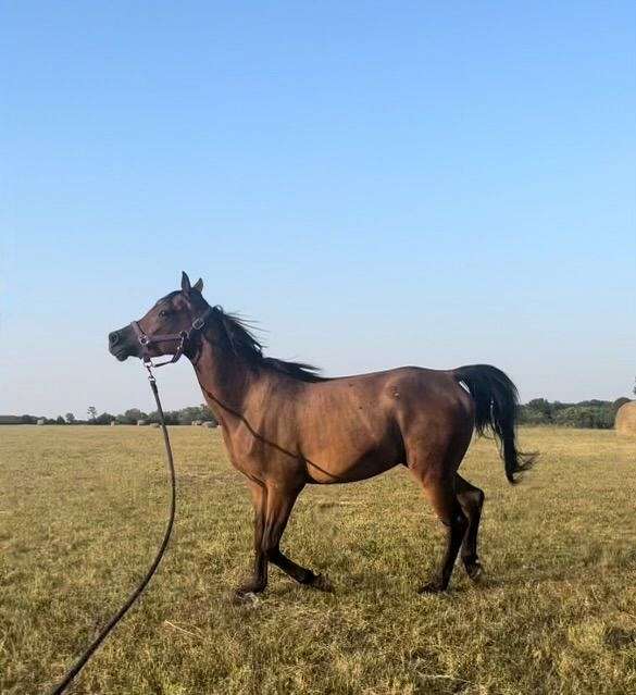 bay-arabian-horse