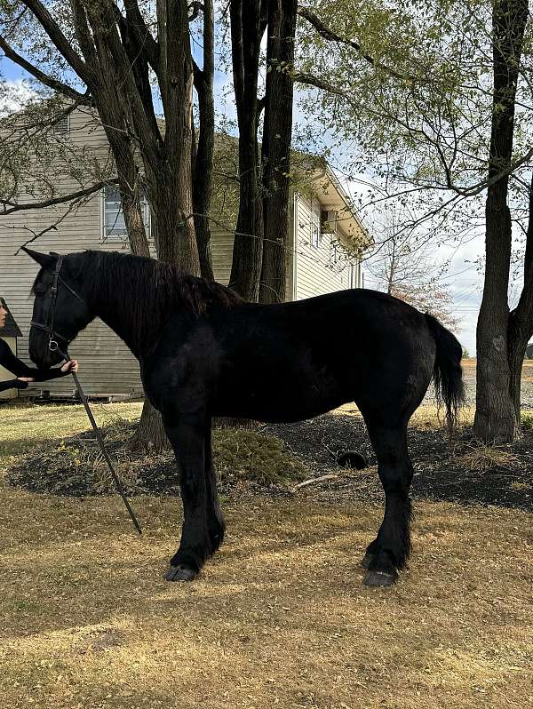 all-around-percheron-horse