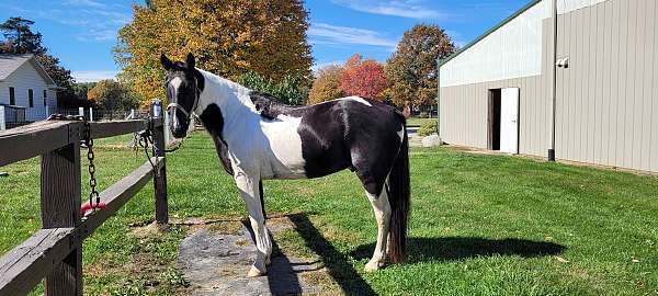 companion-spotted-saddle-horse