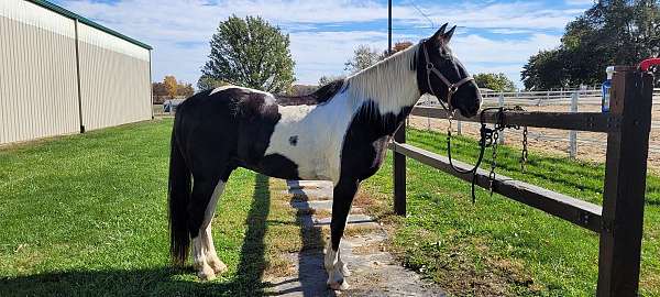 english-pleasure-spotted-saddle-horse