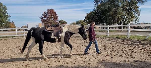 gaited-spotted-saddle-horse