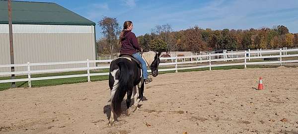 hunt-seat-equitation-spotted-saddle-horse