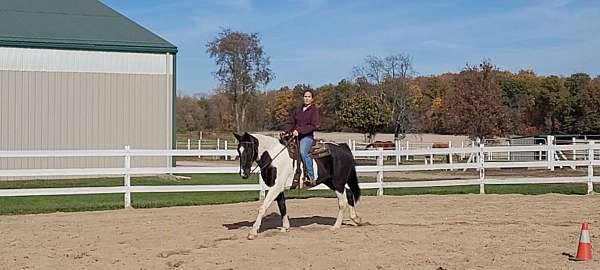 lesson-spotted-saddle-horse