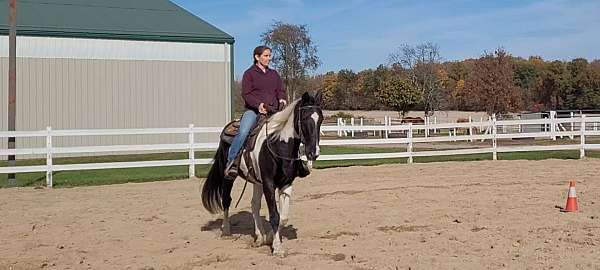 longe-line-spotted-saddle-horse