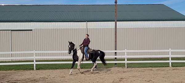 ranch-spotted-saddle-horse