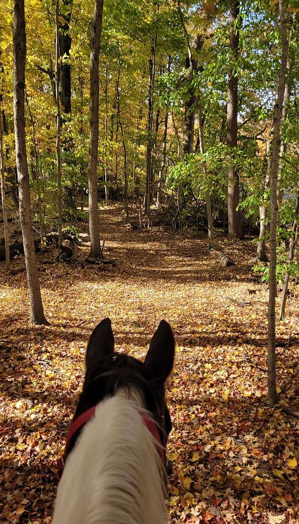 ridden-english-spotted-saddle-horse