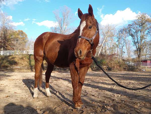 quarter-pony-gelding