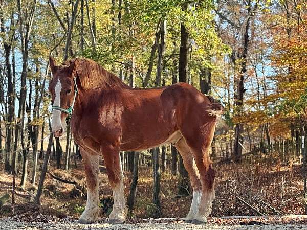 19-hand-chestnut-horse