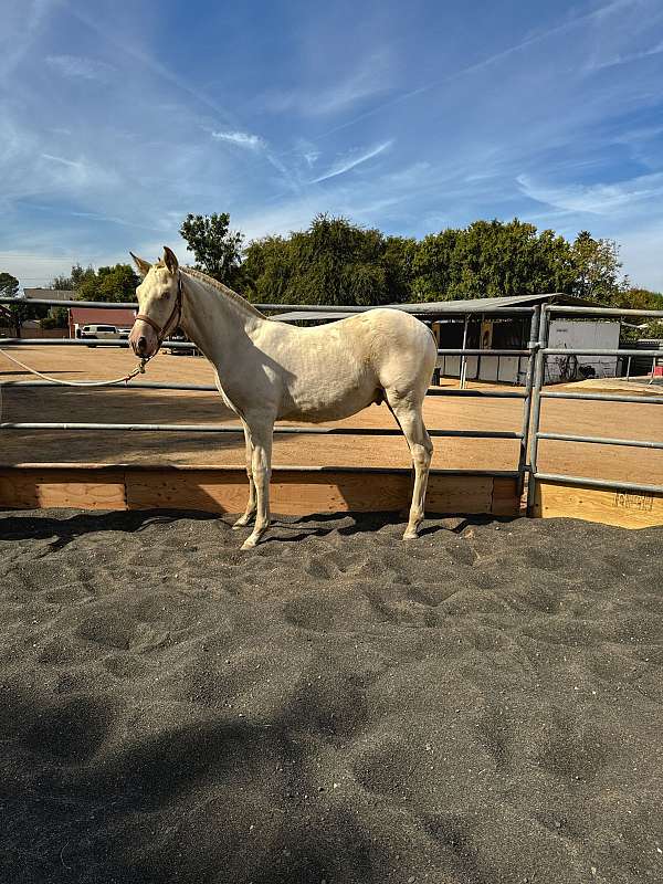 cremello-andalusian-colt