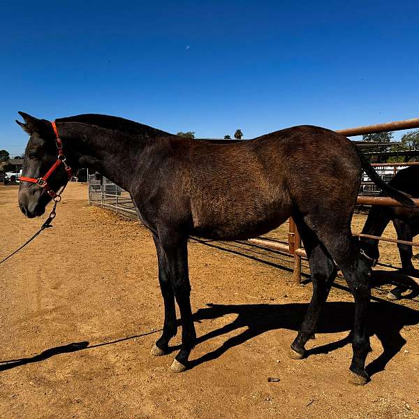 working-equitation-broodmare