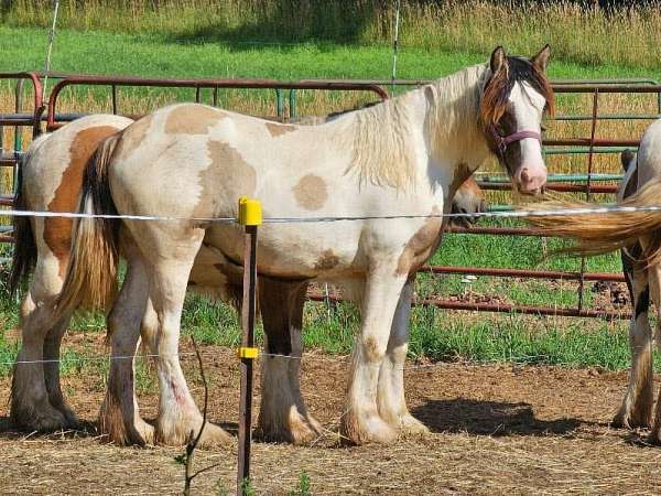 smokey-dun-tobiano-with-blue-eyes-horse