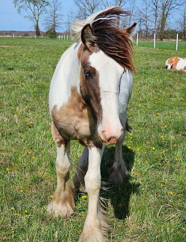 smokey-dun-tobiano-with-blue-eyes-horse