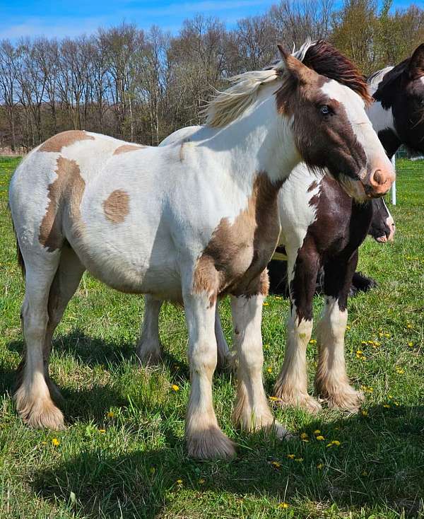 dun-smokey-tobiano-with-blue-eyes-horse