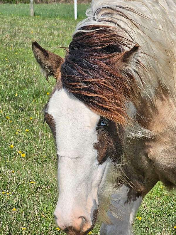 dun-filly-gypsy-vanner-horse