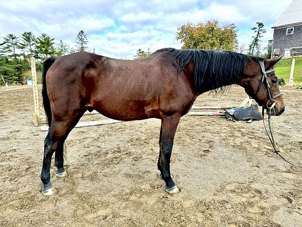 all-around-morgan-horse