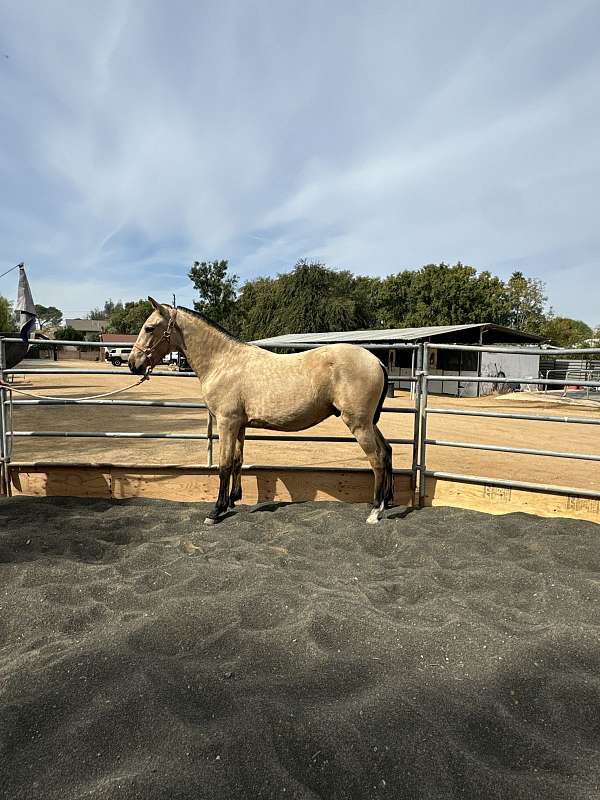 buckskin-andalusian-colt