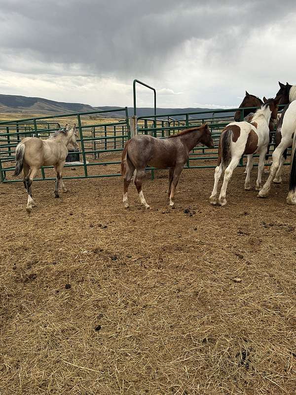 quarter-horse-for-sale