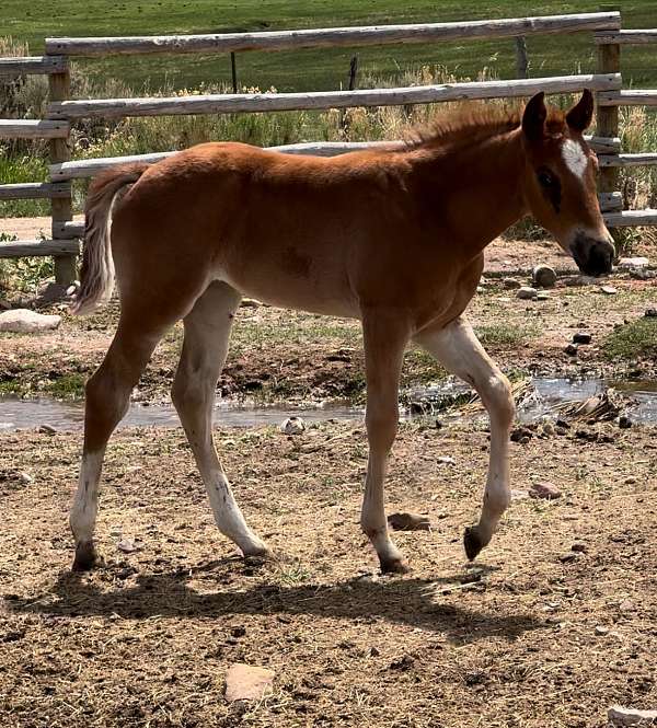 red-roan-roan-cutting-horse