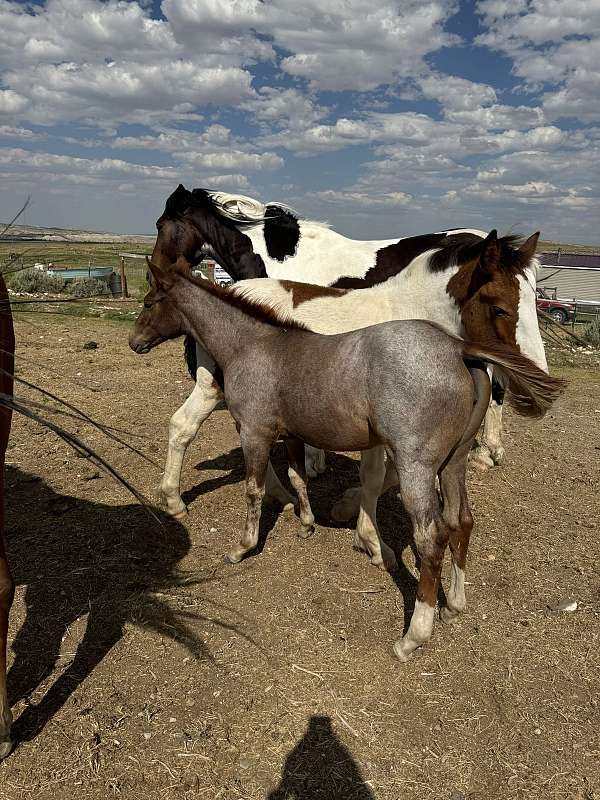 red-roan-roan-all-around-horse