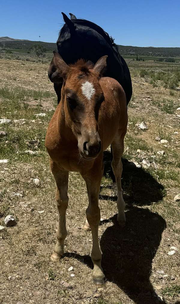 red-roan-roan-ranch-horse