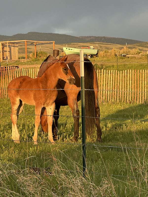 red-roan-roan-roping-horse