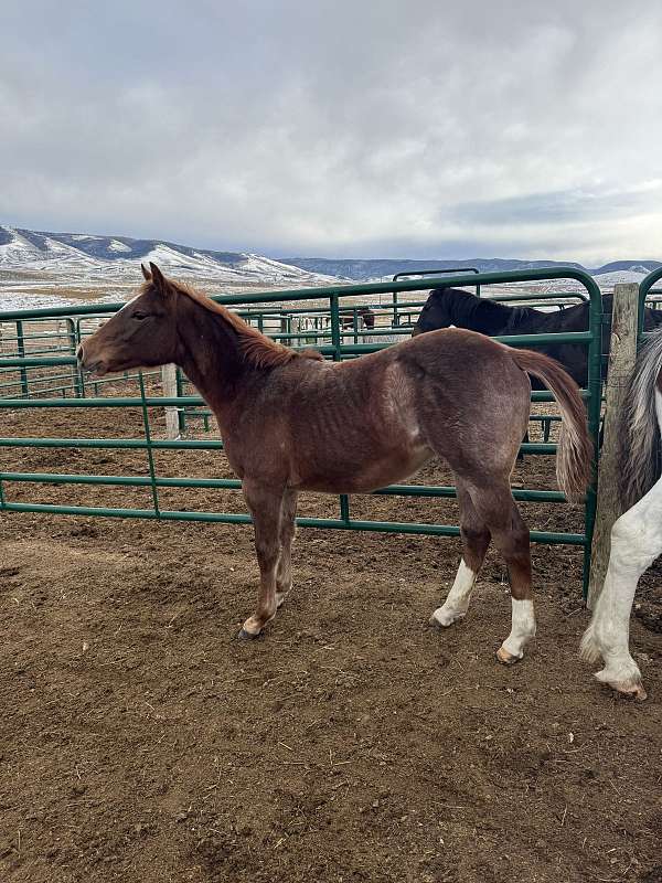 quarter-horse-filly