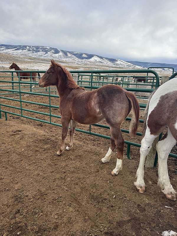 roping-filly