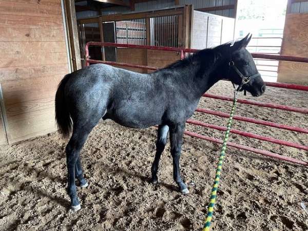 all-black-points-quarter-horse