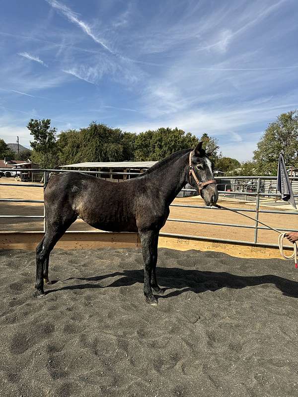 grey-andalusian-filly