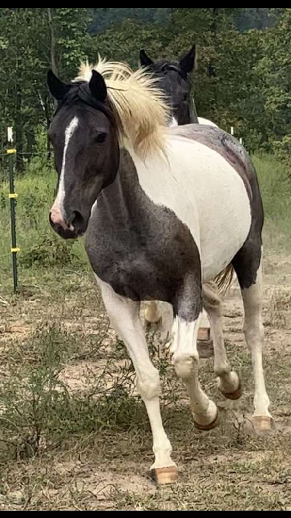 blue-roan-roan-paint-filly-mare