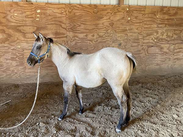 0-hand-quarter-horse-filly