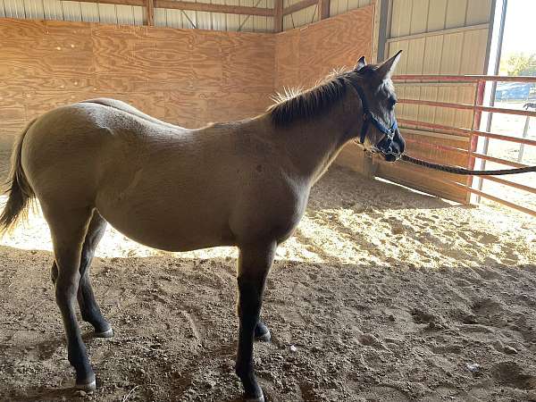 0-hand-grulla-horse