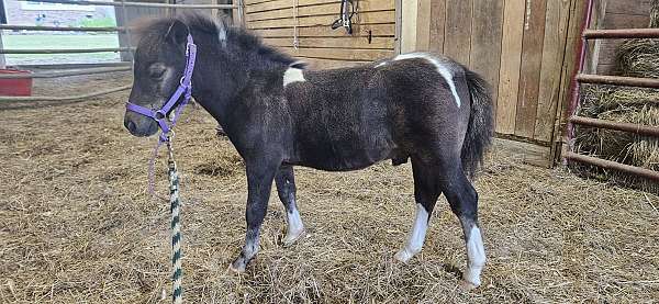 steer-wrestling-miniature-horse