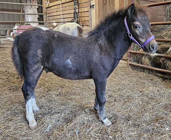 affordable-miniature-horse