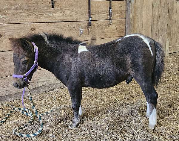 black-miniature-horse