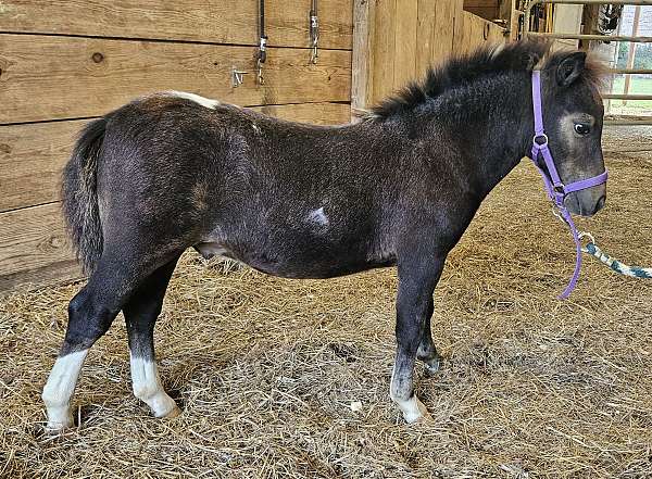 black-white-miniature-horse