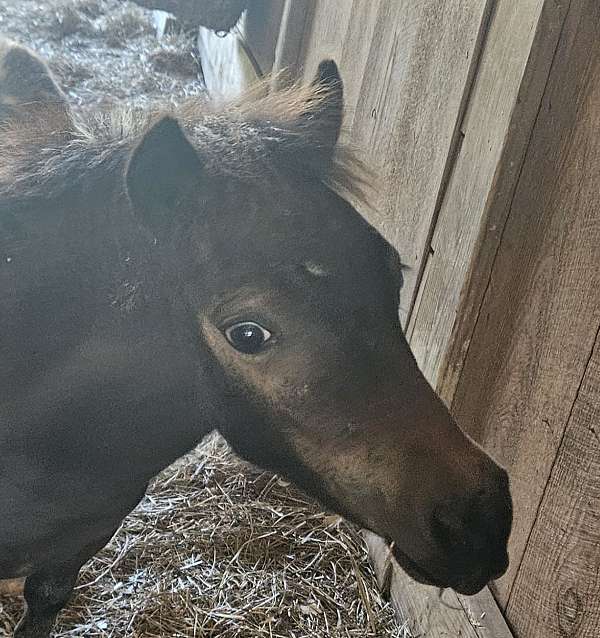 cheap-miniature-horse