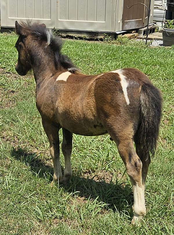 children-miniature-horse