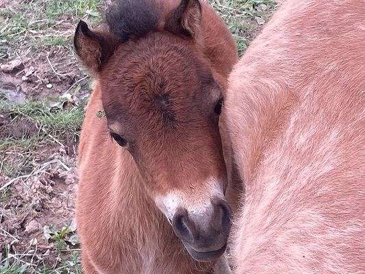 amazing-family-miniature-horse