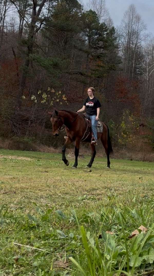 trade-standardbred-horse