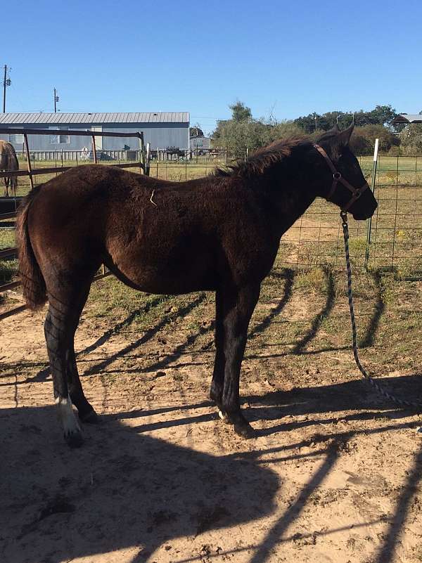 black-star-snip-two-white-socks-horse