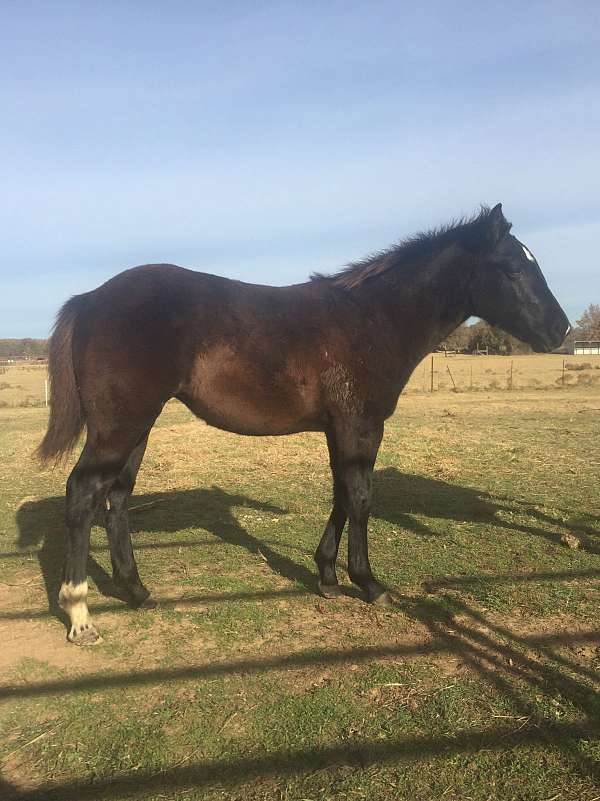 black-star-snip-two-white-socks-horse