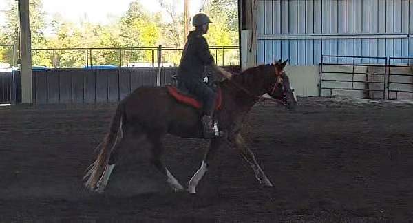 gymkhana-project-gelding