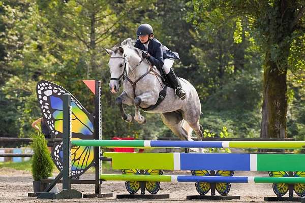 grey-andalusian-pony-mare