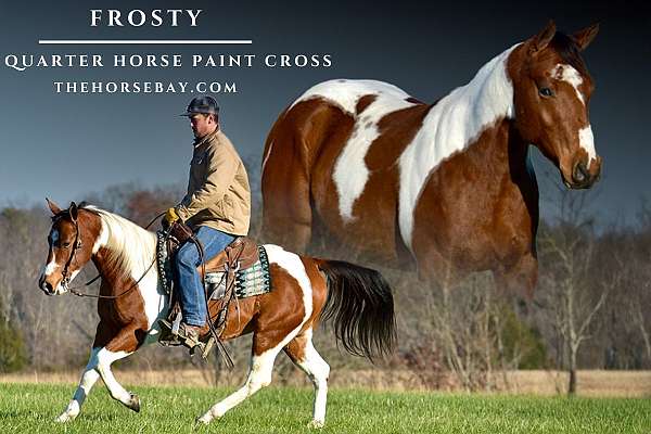 blaze-lh-partial-pastern-rh-coronet-horse